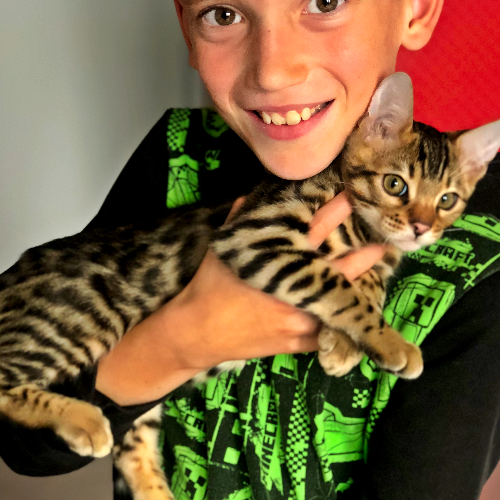 Foto van de poes
