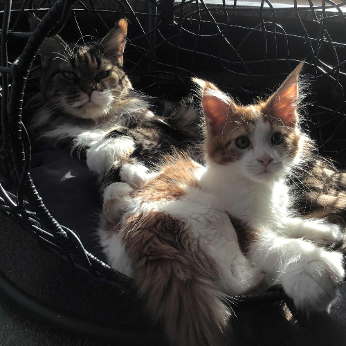 Foto van de poes