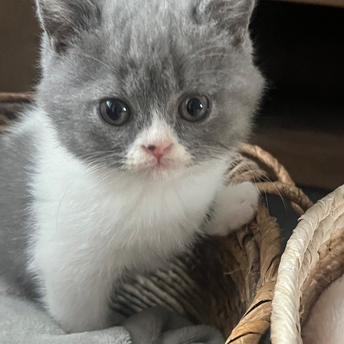 Foto van de poes