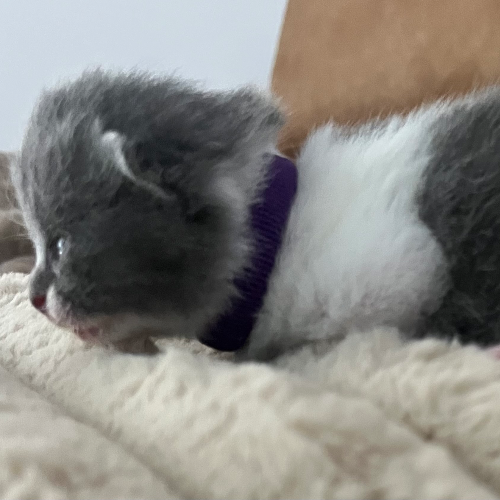 Foto van de poes