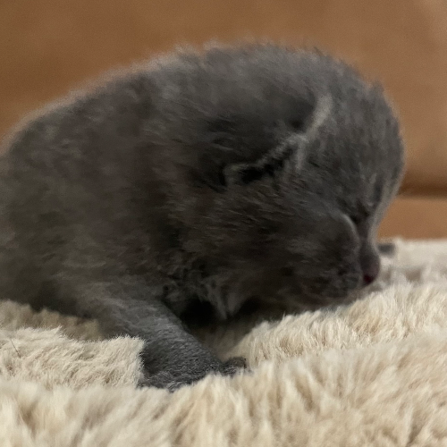 Foto van de poes