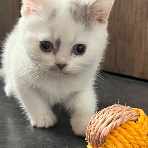 Foto van de poes