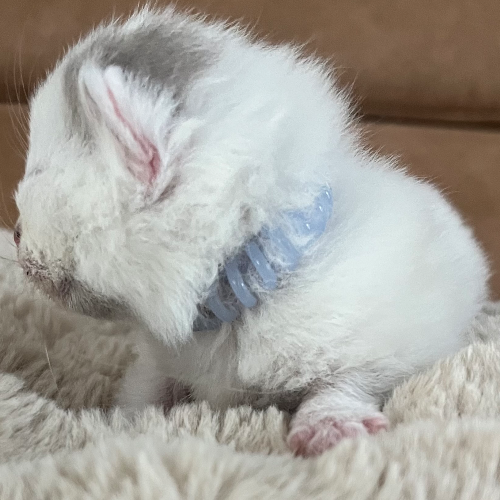 Foto van de poes
