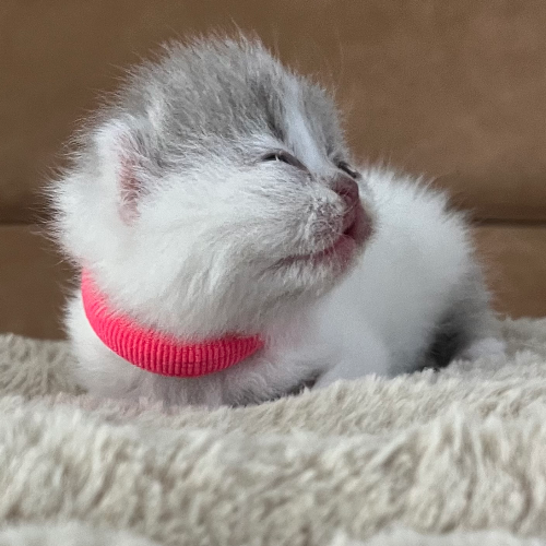 Foto van de poes
