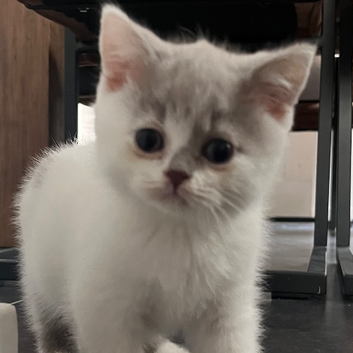 Foto van de poes