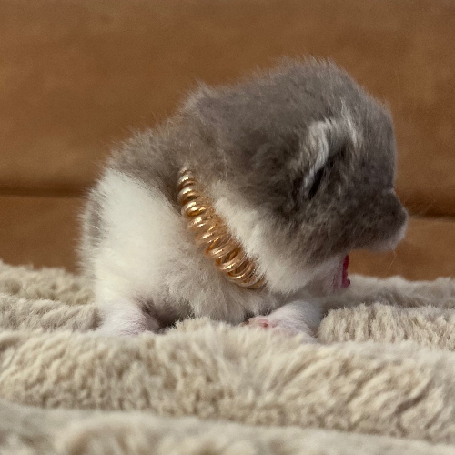 Foto van de poes