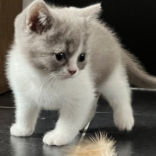 Foto van de poes