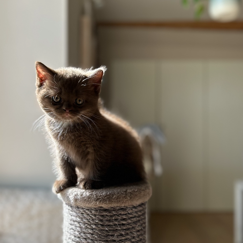 Foto van de poes