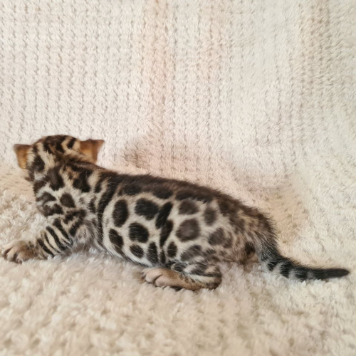 Foto van de poes