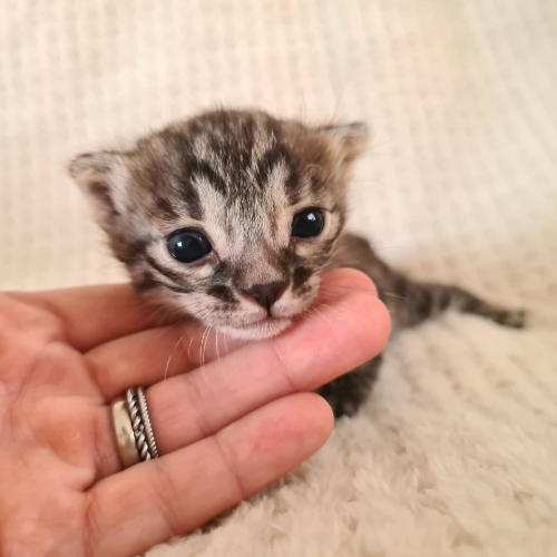 Foto van de poes