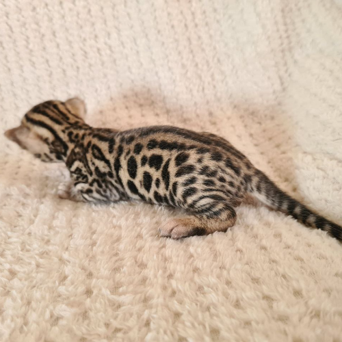 Foto van de poes