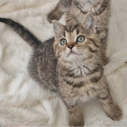 Foto van de poes