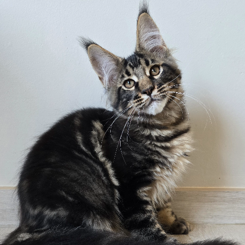 Foto van de poes