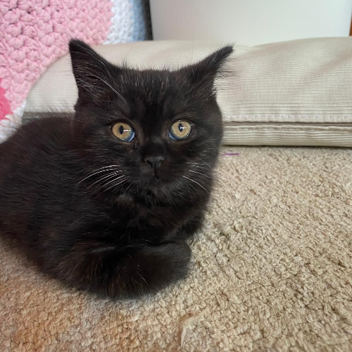 Foto van de poes