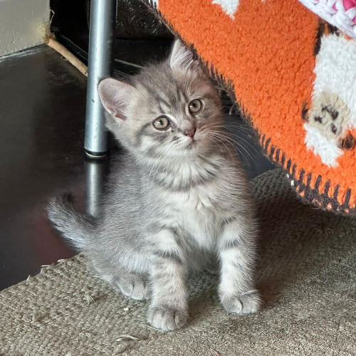 Foto van de poes