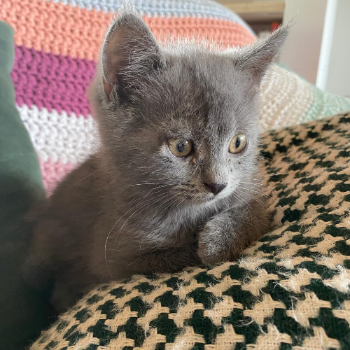 Foto van de poes