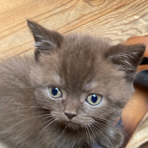 Foto van de poes