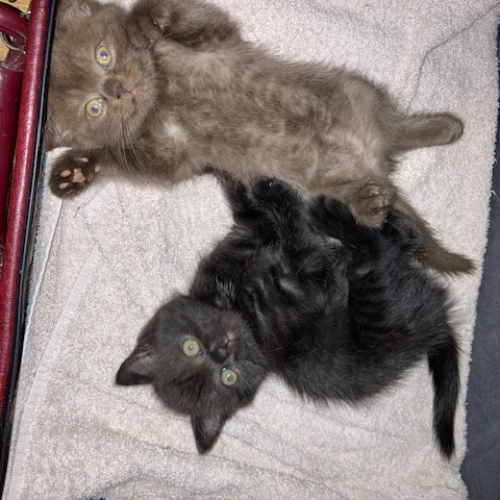 Foto van de poes