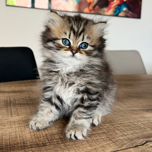 Foto van de poes