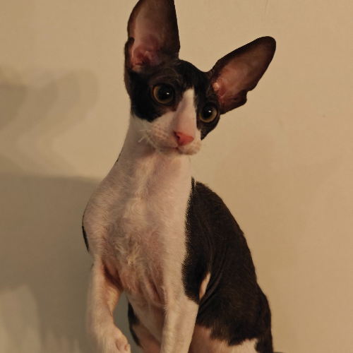 Foto van de poes