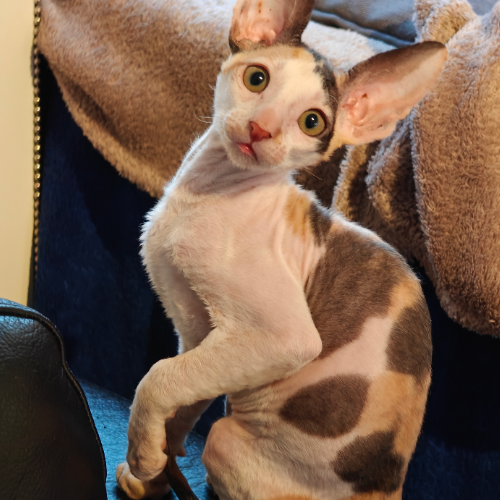 Foto van de poes