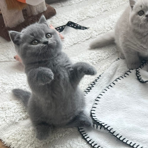 Foto van de poes