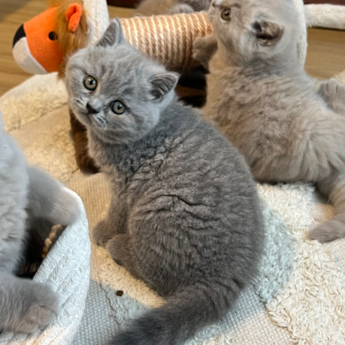 Foto van de poes
