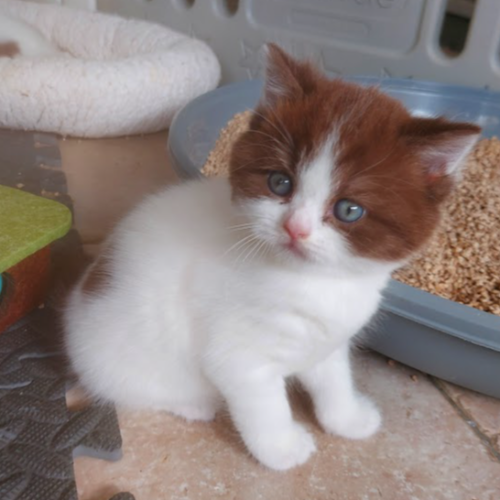 Foto van de poes