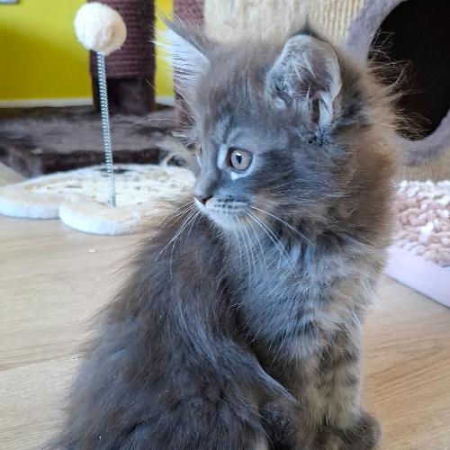 Foto van de poes