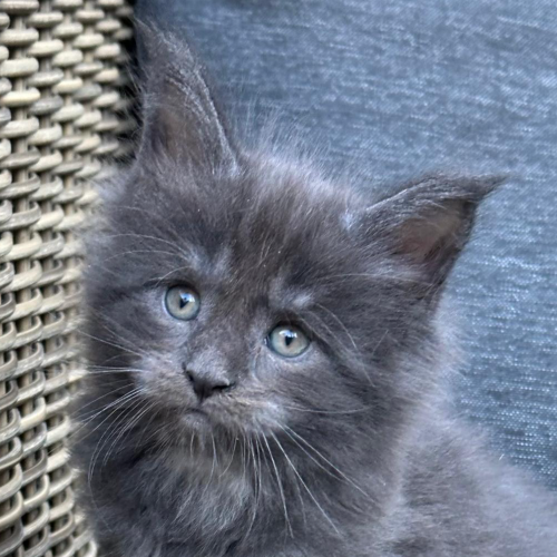 Foto van de poes