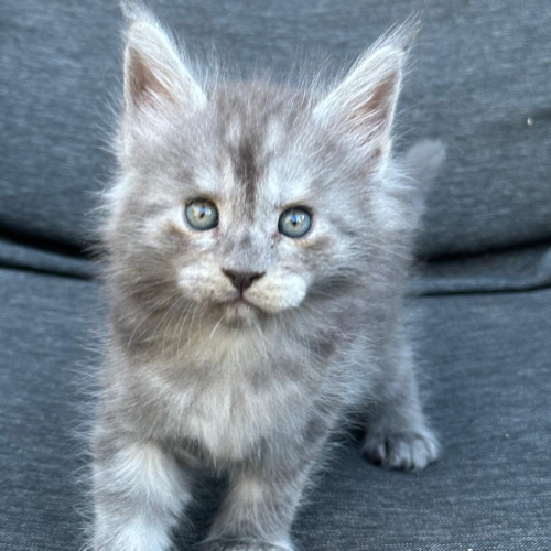 Foto van de poes