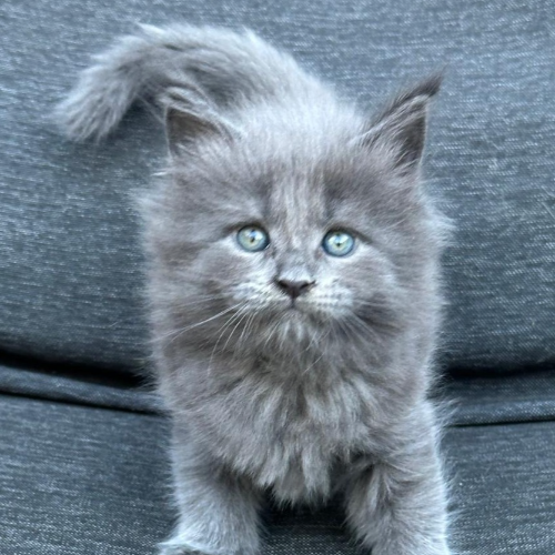Foto van de poes