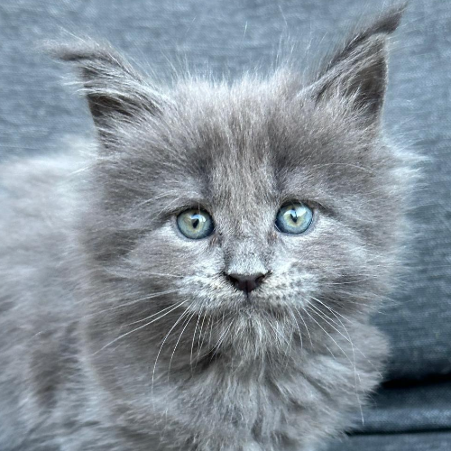 Foto van de poes
