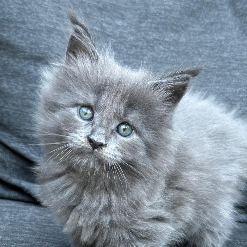 Foto van de poes