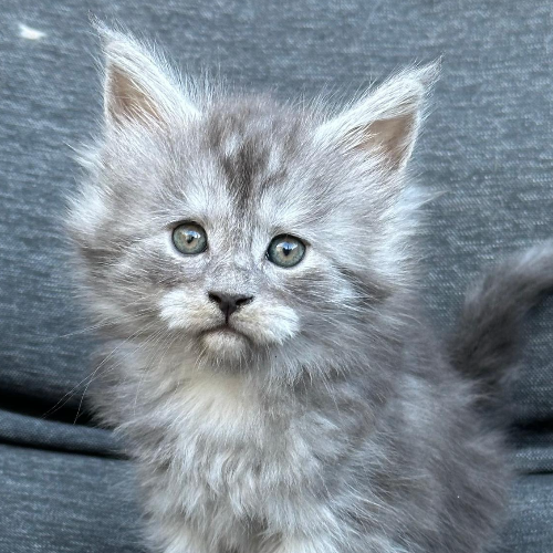 Foto van de poes