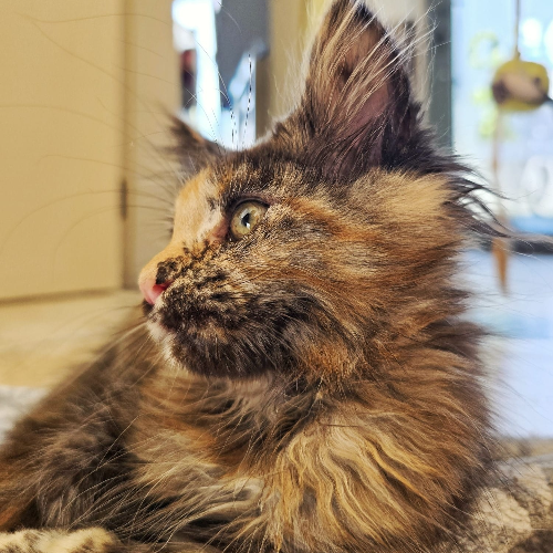 Foto van de poes