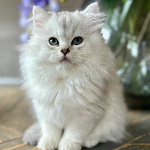 Foto van de poes