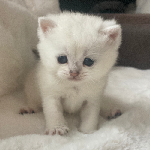 Foto van de poes
