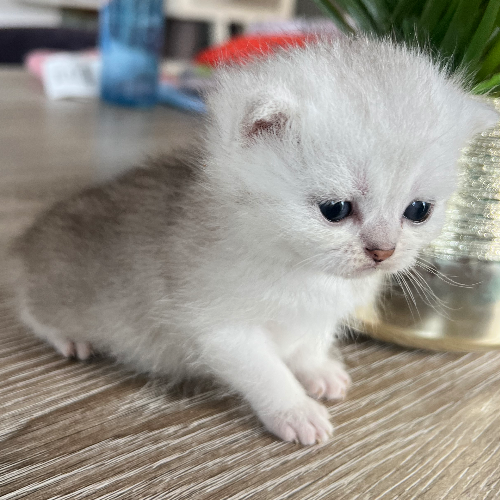 Foto van de poes