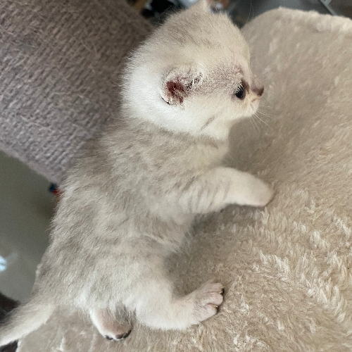 Foto van de poes