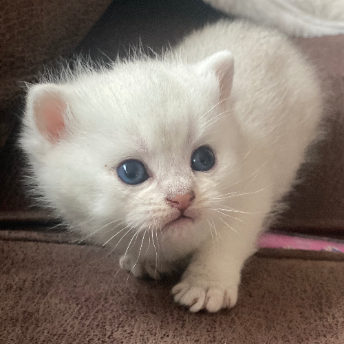 Foto van de poes
