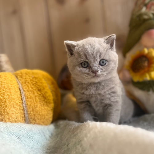 Foto van de poes