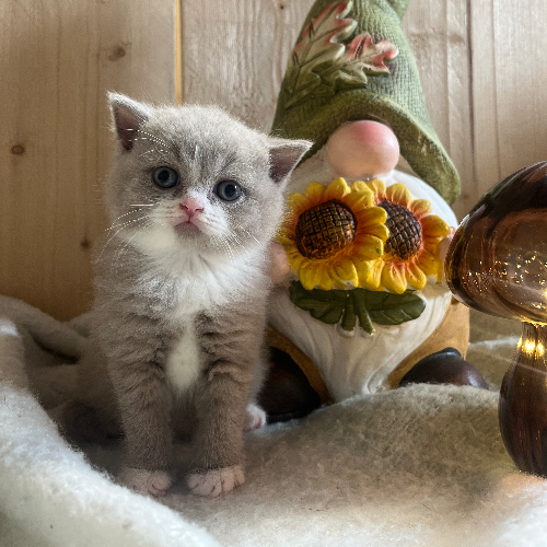 Foto van de poes