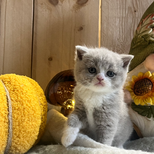 Foto van de poes