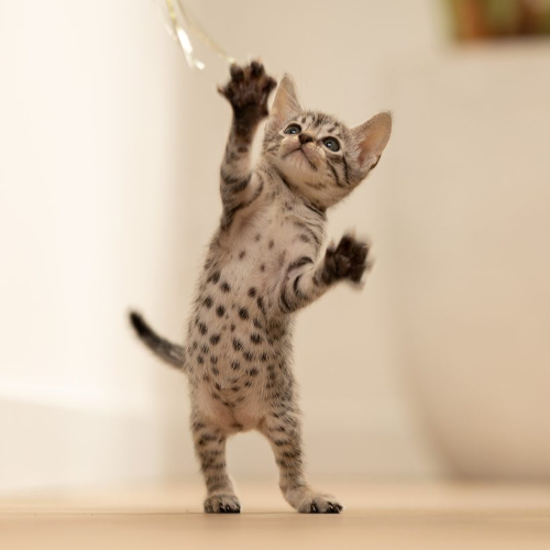 Foto van de poes