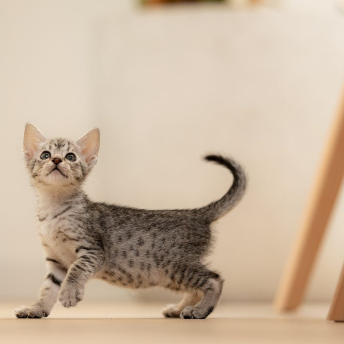 Foto van de poes