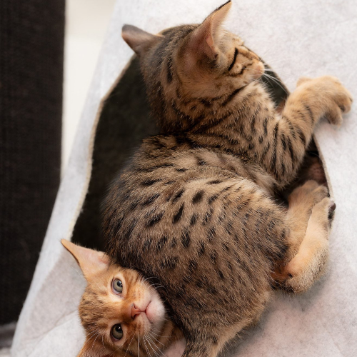 Foto van de poes