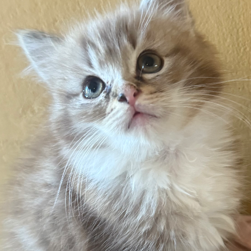 Foto van de poes