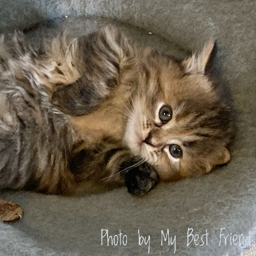 Foto van de poes