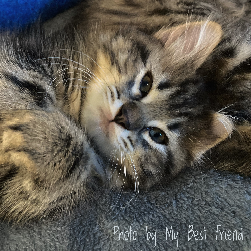 Foto van de poes